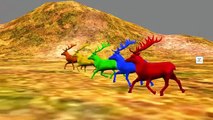 Learn colors lesson with Deer Nursery children learning colors with 3d Animation