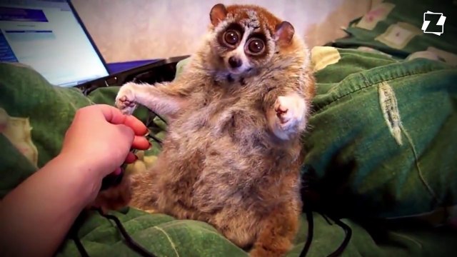 La triste vérité cachée derrière les adorables vidéos de loris paresseux.