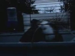 Prison Break (L'evasion des cochons d'inde)