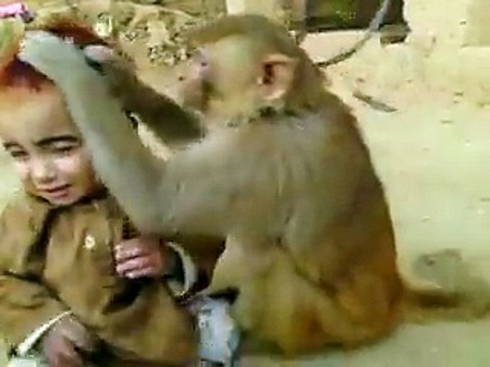 Monkey vs Baby