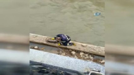 Harşit Çayı'na Düşen Köpeği İtfaiye Kurtardı