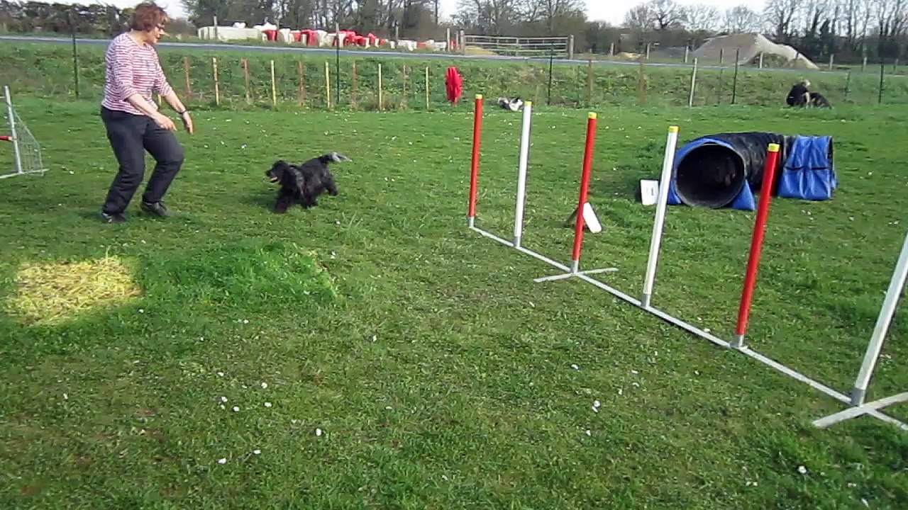 11 mars 2017  Lakota à l'agility 006