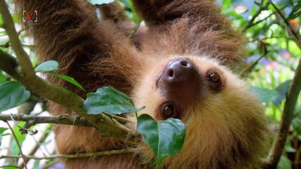 You Can Have A Sleepover with Sloths for $600