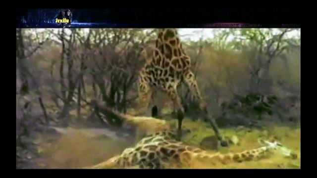 Top animais selvagens #07c, Animais selvagens atacando, Animals, Confrontos animais, Serpentes atacando animais e humano