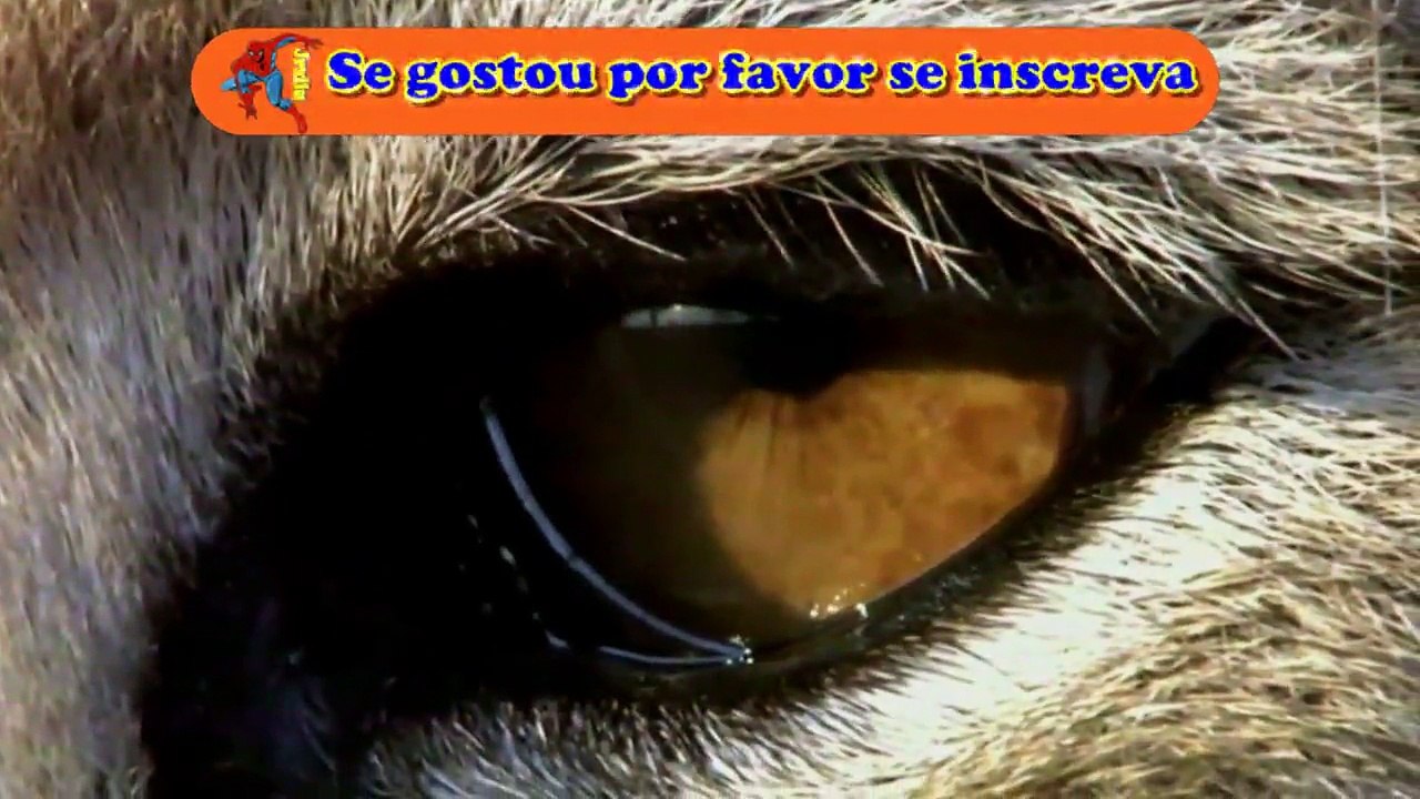 Top animais selvagens #2497c, Animais selvagens atacando, Animals, Confrontos animais, Serpentes atacando animais e huma