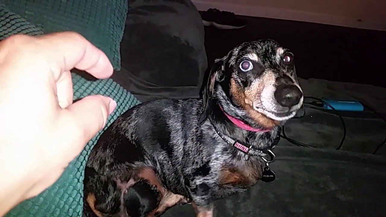 La réaction de ce chien lorsque son maître lui dit "Je vais prendre tes fesses"