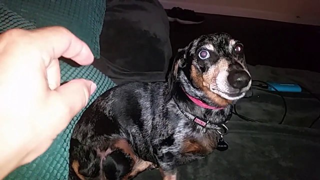 La réaction de ce chien lorsque son maître lui dit Je vais prendre tes fesses