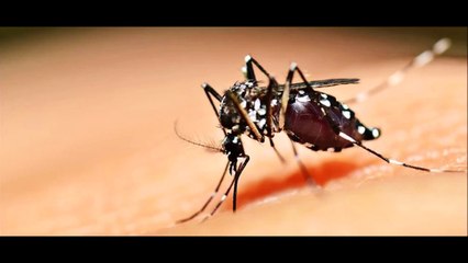 ♪ Profit Revelation - Mosquito Dance [Endorsed by DJ Treasure]