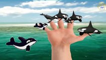 Sea Animals Finger Family Nursery Rhymes | Killer Whale Shark & Dolphin Finger Family Song