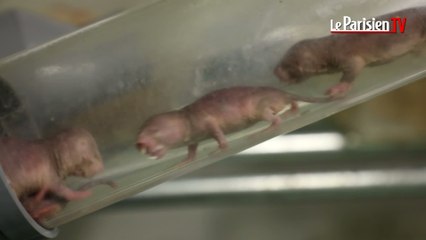 Le rat-taupe pourrait vous sauver la vie !