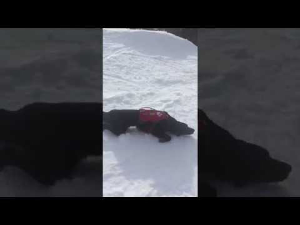 Ce chien de sauvetage en montagne adore glisser sur la neige