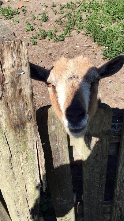 Unglaublich! Neue Gattung entdeckt?!?