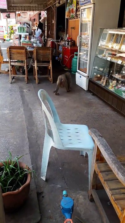 Un singe voleur de lait