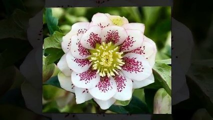 VIỄN XỨ by Trầm Thiên Thu