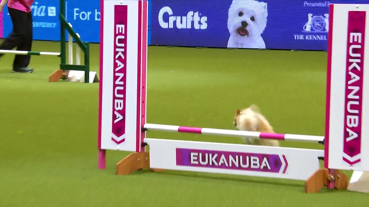 Concours d'agilité : Ce Jack Russel surexité fait sensation lors de son passage