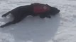 Mountain Rescue Dog Has Fun Sliding on Snow in Lake Tahoe