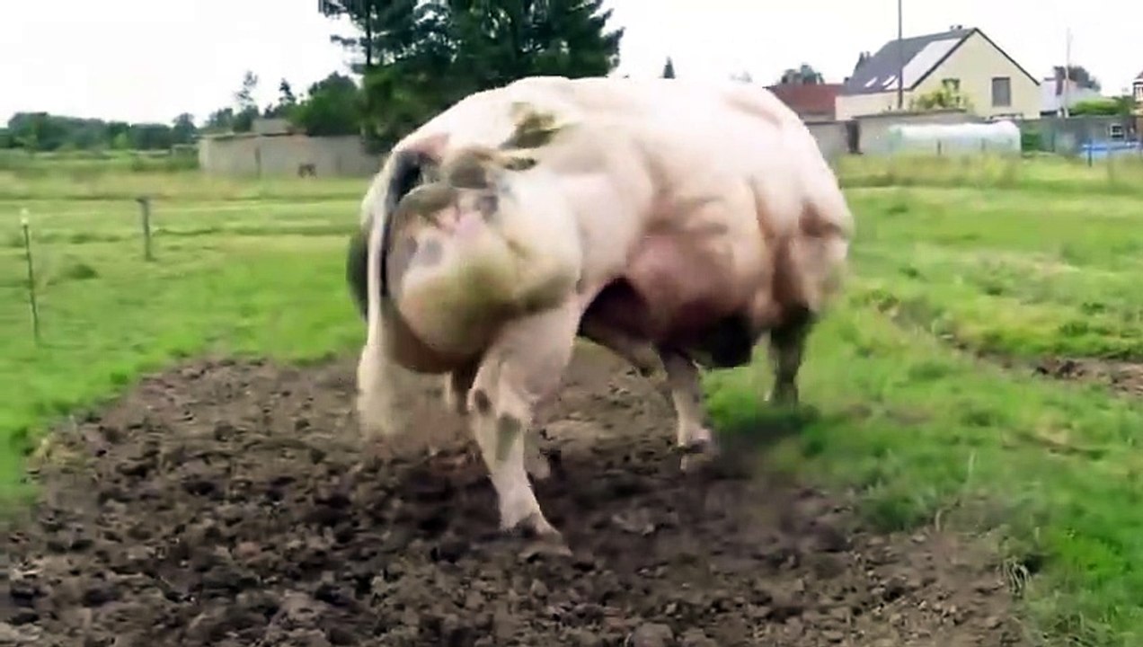 C'est bien l'humain qui a créé cette créature immense, mais attendez de la voir bouger !