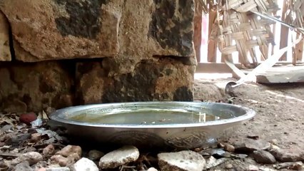 Sparrow bath - chittu kuruvi