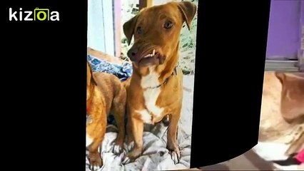 Çirkin Oldugu İddiasiyla Barinaga Terk Edilen Köpek-Picasso