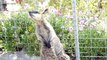 Kangaroos  Funny Kangaroos Playing [Funny Pets] xxx