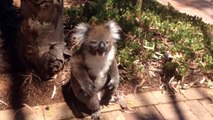 Cute Koalas Playing  Funny Koala Bears [Funny Pets] xxx