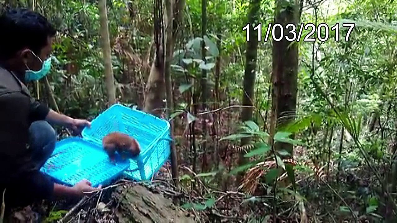 Slow loris released