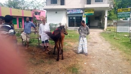Cute Horse Exhibition By The Local Citizens