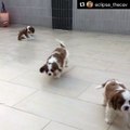 Cavalier puppies romping around
