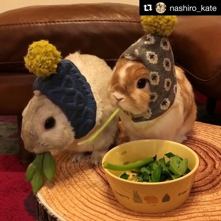 Bunnies having lunch
