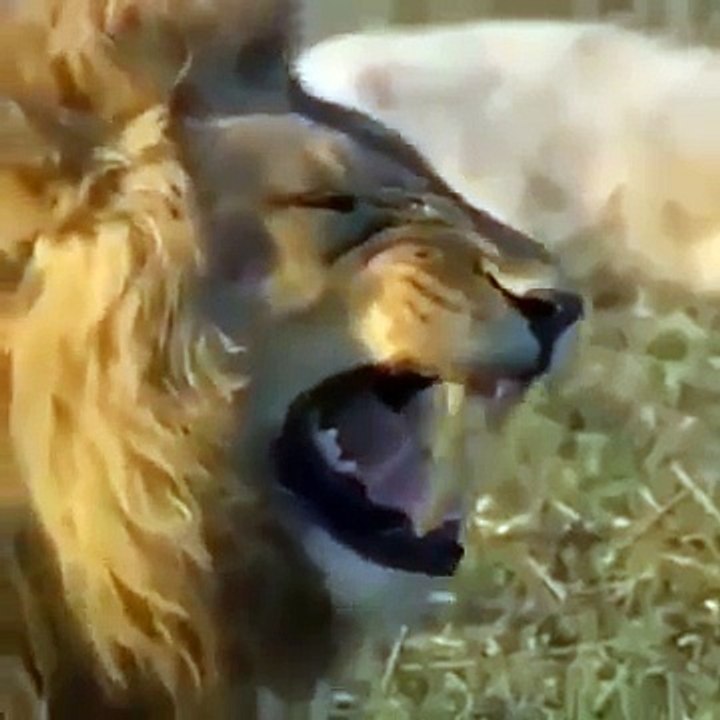 Lion sweet smile