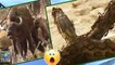 Ataques grupais de animais selvagens a presas - Trabalho em equipe e cooperação da espécie - 2016 - Top Animals TeamWork
