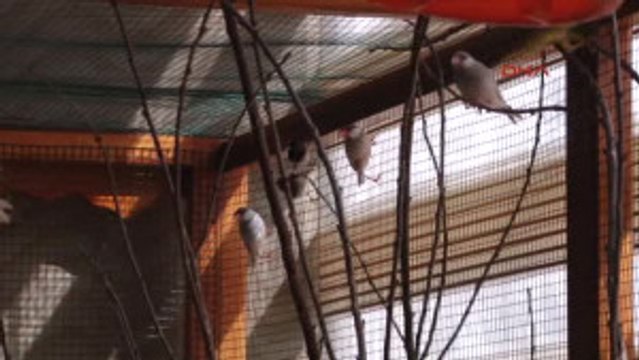 Gaziantep 20 Tür Kuşları Için Ofisinde 12 Metrekarelik Kafes Yaptırdı