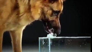 How Dogs Really Drink Water