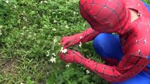 Человек-паук -Человек-паук сохранить Халка формы ♥ в р