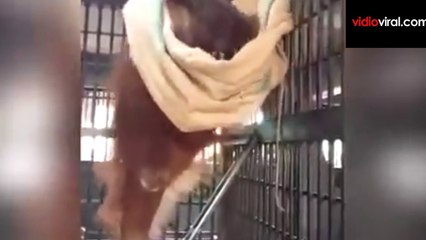 Ini Mungkin Monyet Paling Pintar, Coba Tebak Dia Mau Ngapain?