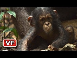 Chimpanzés : le nouveau film de Disney Nature (2013)