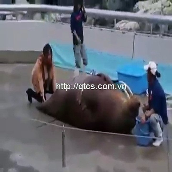 Funny animal
