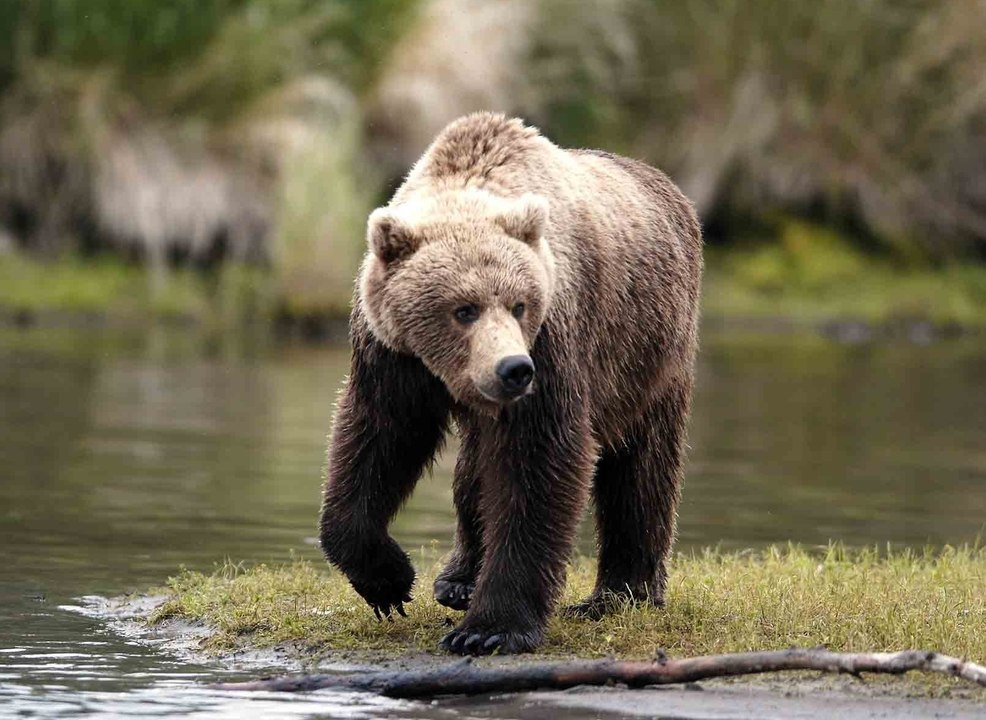Top animais selvagens #183c, Animais selvagens atacando, Animals, Confrontos animais, Serpentes atacando animais e human
