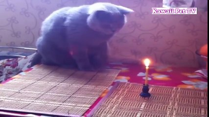 「かわいい猫」最高におもしろ猫のハプニング,イタズラ, 失敗動画集