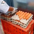 How Eggs are broken in machine Intresting Video - I watched this like 4 times in a row - HDEntertainment