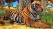 King kong Vs Dinosaurs Funny Olympics Games 2016 3D Aimation Cartoon Nursery Fun Learning Videos