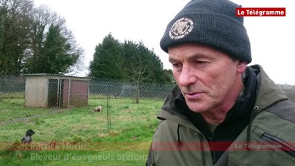 Callac (22). Un éleveur d'épagneuls bretons triomphe au Salon de l'agriculture