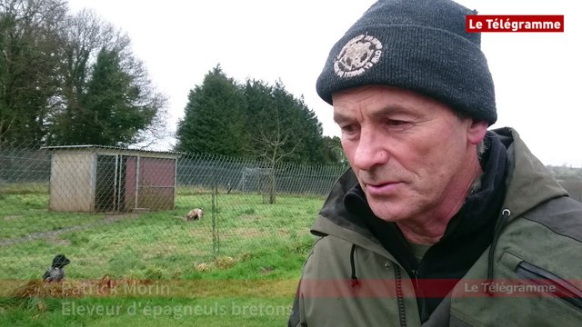 Callac (22). Un éleveur d'épagneuls bretons triomphe au Salon de l'agriculture