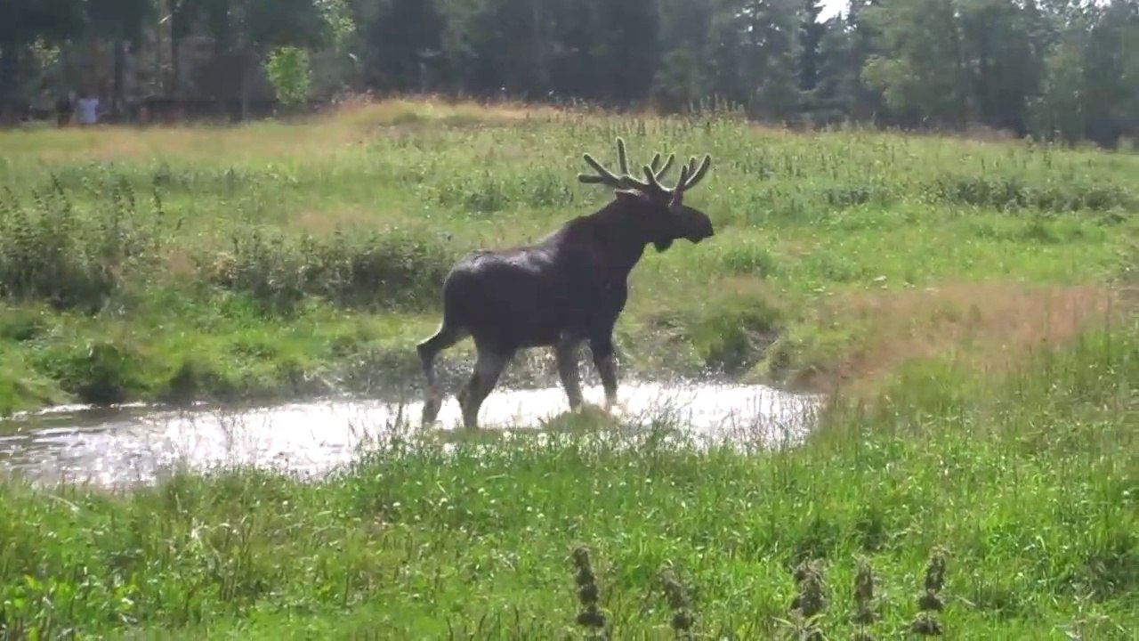 Moose is Loose - Moose Video for Kids - Wild Animals