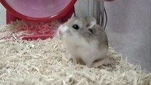 The Speed Hamster