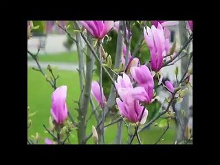 Dj Sebi 2017 A mea jumatate