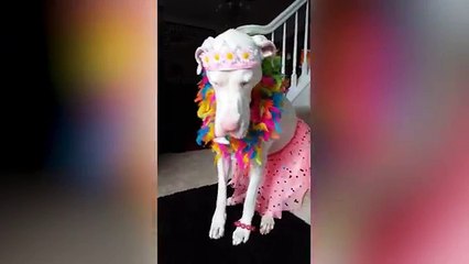 The Waggles Nominees 2017: Whats Your Favorite Funny Animal Clip?