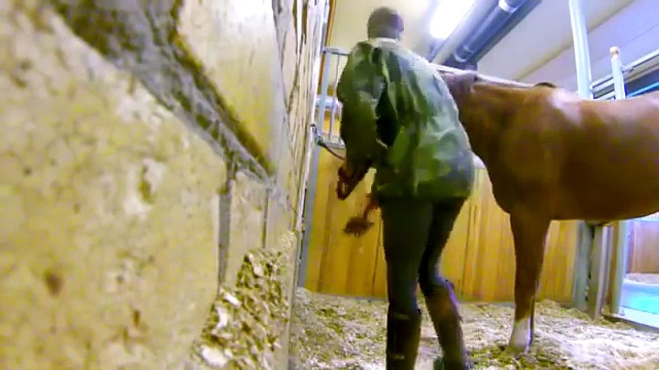 At Deyip Geçmeyin, İzleyin..görün bakın neler yapabiliyor