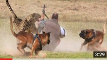Extreme Trained & Disciplined Malinois Dogs
