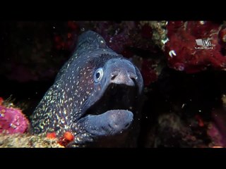 Подводный Мир-  Вулкан Осьминогов